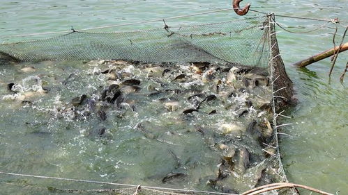 專(zhuān)訪通威農(nóng)發(fā)華西二區(qū)總經(jīng)理彭金鋼 熱水魚(yú)早上市搶高價(jià)，“搏夏行動(dòng)”強(qiáng)助攻何在